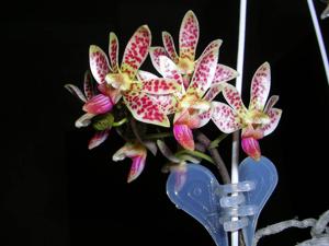 Phalaenopsis finleyi-mariae