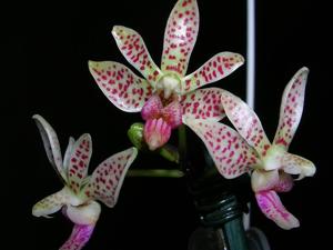 Phalaenopsis finleyi-mariae