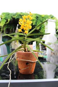 Vanda Judith MacDougal