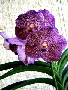 Vanda Fantastic Fanfare