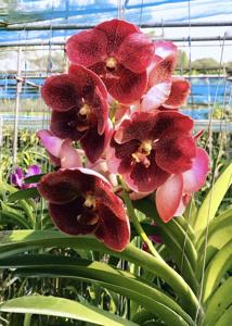 Vanda Fantastic Fanfare