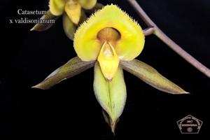 Catasetum valdisonianum