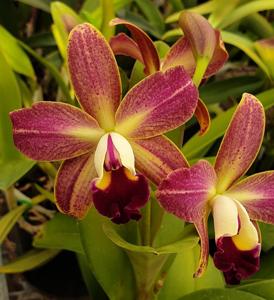 Rhyncattleanthe Jungle Jumbalaya