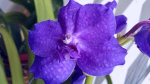 Vanda Royal Blue