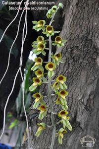 Catasetum valdisonianum