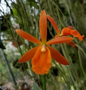 Epicatanthe Hsinying Orange