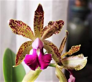 Cattleya Pink Jaguar-bicolor