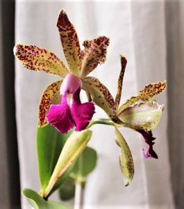 Cattleya Pink Jaguar-bicolor