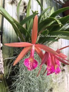 Brassocattleya Michael Kaduce