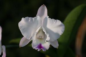 Laeliocattleya Angel Heart