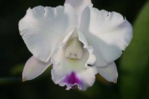 Laeliocattleya Angel Heart