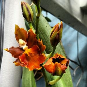 Oncidium Pacific Command