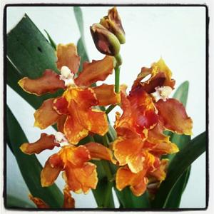 Oncidium Pacific Command