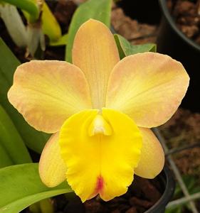 Cattleya Lana Coryell