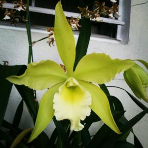 Rhynchobrassoleya Everything Nice