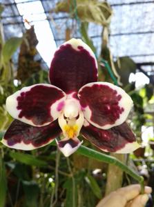 Phalaenopsis Tzeng-Wen Celle