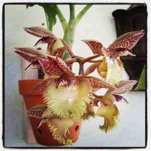Catasetum Frilly Doris