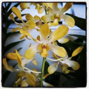 Dendrobium Genting Royal