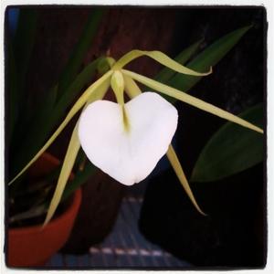 Brassavola Grand Stars