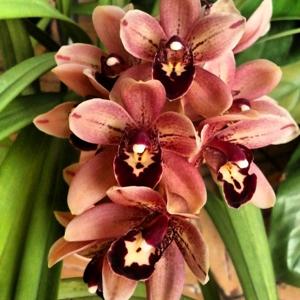 Cymbidium Cherry Cola