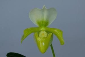 Paphiopedilum Wrigleyi