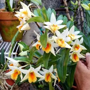 Dendrobium Frosty Dawn