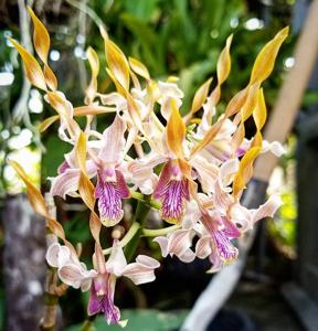 Dendrobium Jairak Helix