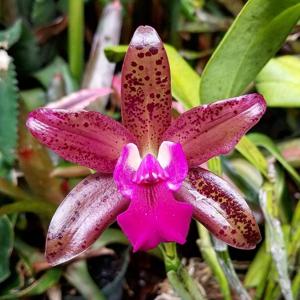 Cattlianthe Netrasiri Fireball