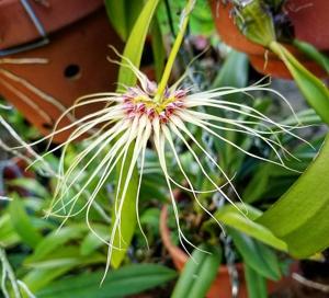 Bulbophyllum Medusa's Kiss