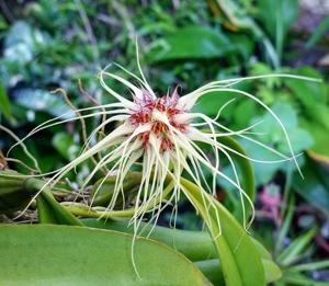 Bulbophyllum Medusa's Kiss