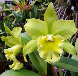 Rhyncholaeliocattleya Prada Green Deluxe