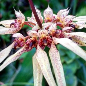 Bulbophyllum Sri Phuket