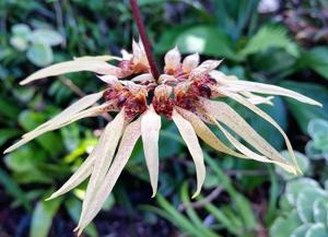 Bulbophyllum Sri Phuket