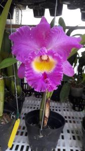 Rhyncholaeliocattleya Nan Chang Silk