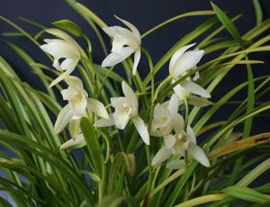 Cymbidium Oriental Summer