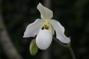 Paphiopedilum Deperle