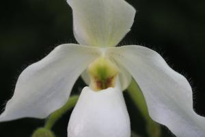 Paphiopedilum Deperle