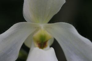 Paphiopedilum Deperle