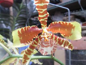 Rossioglossum Rawdon Jester