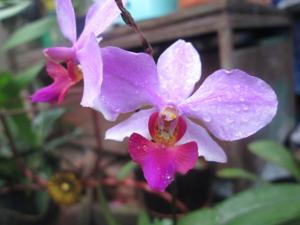 Phalaenopsis Bonita (1965)