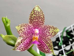 Phalaenopsis Gigabell