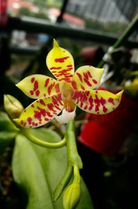 Phalaenopsis KS Super Zebra-pantherina