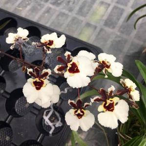 Tolumnia Snow Fairy