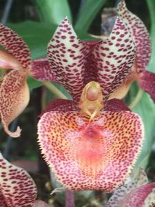 Catasetum Tom Pickens