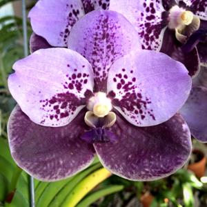 Vanda Filipino