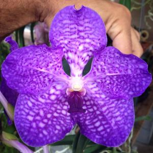 Vanda Pakchong Blue