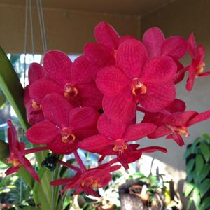 Vanda John De Biase