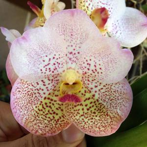 Vanda Betty May Steel