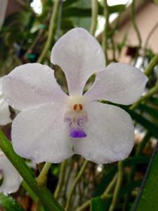 Vandachostylis Thai Frost