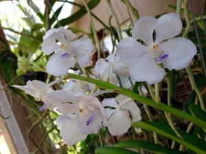 Vandachostylis Thai Frost